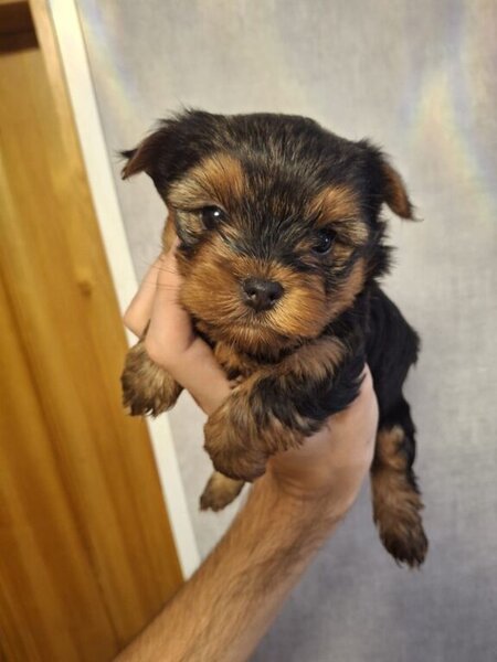 Yorkshire terrier