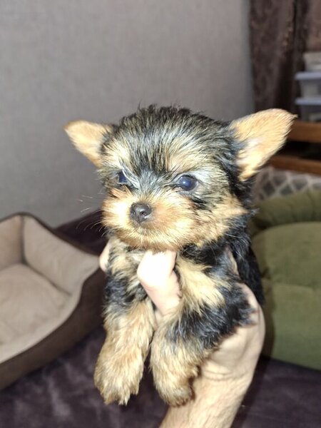 Yorkshire terrier