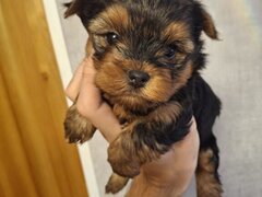 Yorkshire terrier