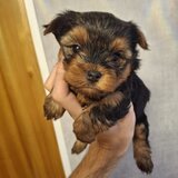 Yorkshire terrier